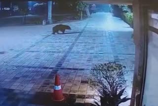 Bear entered in Resort in Ranthambore  Bear video of Ranthambore  Bear strolling past midnight in Ranthambore National Park  രണ്‍ഥംഭോര്‍ നാഷണൽ പാർക്ക് കരടി  കരടി വീഡിയോ രണ്‍ഥംഭോര്‍ നാഷണൽ പാർക്ക്  വന്യമൃഗങ്ങൾ ജനവാസ മേഖലയിൽ