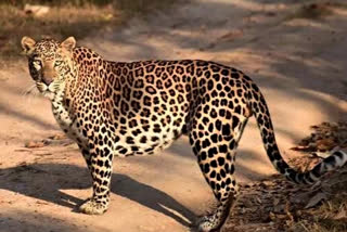cheetah attack