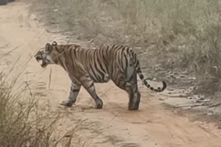 Bandhavgarh tiger attract tourists