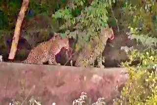 Panther seen At Ranthambore National Park Border