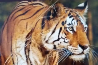 Collerwali Tigress Death