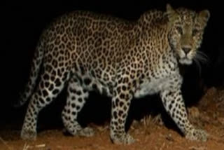 Watch: 2 panthers roaming openly in residential area near Ranthambore National Park