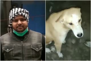 noida police caught one minor with one accused of stabbing a street dog