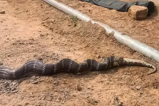 cobra swallowed a python