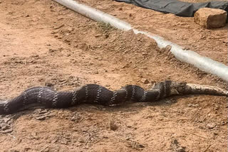 King cobra swallowed a python  Catching king cobra  ഒടിഷയില്‍ പെരുമ്പാമ്പിനെ വിഴുങ്ങിയ രാജവെമ്പാല  രാജവെമ്പാലയെ പിടികൂടി