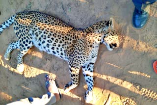 Panther Dead body found in Jaipur