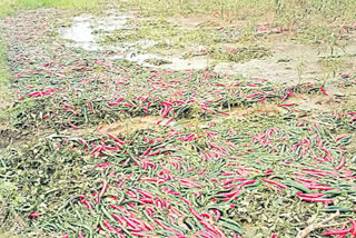 telangana mirchi farmers loss