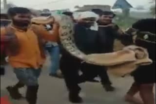 20 feet huge python found in gwalior