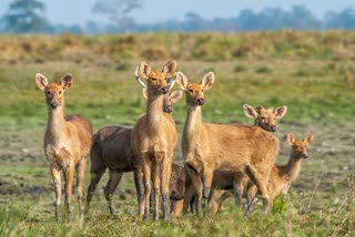Eastern Swamp Deer census in Kaziranga