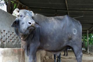 buffalo-traders-buffalo-stolen-in-rohtak