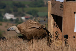 Vulture