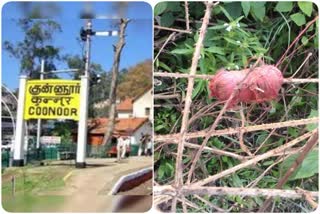 குன்னூர் அருகே வனவிலங்கு வைக்கப்பட்ட நாட்டு வெடிகுண்டு ?, Country bomb placed in wildlife living places near Coonoor, Country bomb recoved in Coonoor