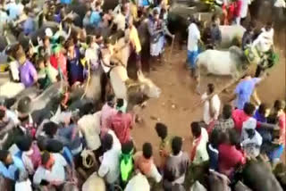 Man arrested for attacking bulls with stick during Jallikattu festival in Madurai