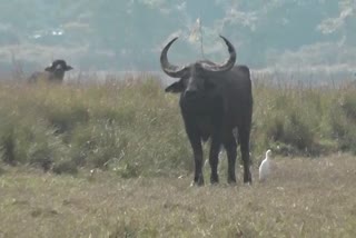 Wild Buffalo attack in Nagaon