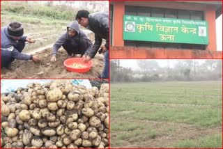 Potato crop in Una