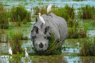 another-rhino-killed-in-kaziranga-national-park