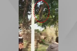 Watch : Man climbs tree to avoid Covid-19 vaccination in UP's Ballia