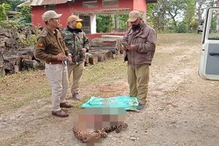 Leopard killed in Golaghat