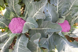 coloured cauliflower hazaribag