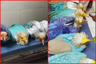 Egyptian vultures rescued from Khandwa