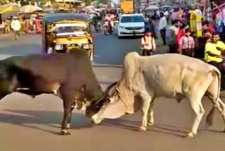 Two bulls have fight in road