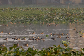 More Than Thousands of Migratory Birds in Santragachhi Lake