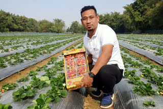 Strawberry cultivation in Assam