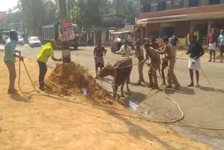 പോത്ത് വിരണ്ടോടി  buffalo runs amok in kozhikode  buffalo attack man in kozhikode  കൊടിയത്തൂരില്‍ പോത്ത് വിരണ്ടോടി  കോഴിക്കോട് പോത്ത് ആക്രമണം