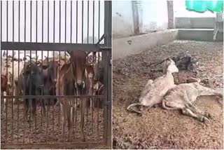 Cow death in Palwal Gaushala