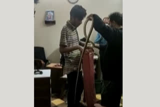 Snake found in the office of a Mumbai High Court judge: Video viral