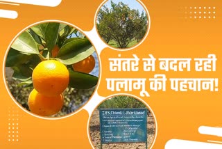 orange-cultivation-in-palamu-making-mark-in-country