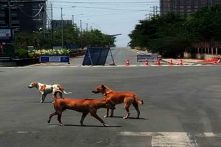 Stray dogs terror in MP