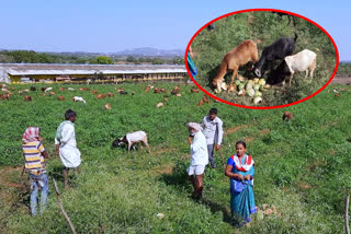 Watermelon crop converted in to goat food in janagama district erragadda