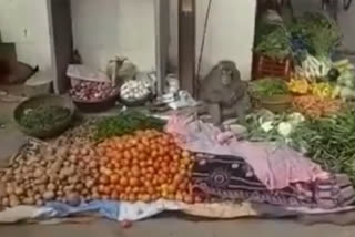 Monkey Selling Vegetables