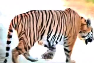 Tiger Terror at Kaliabor