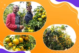Orange Orchard Amravati