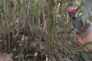 Idukki farmers to end cardamom cultivation  idukki farmer issue  ഇടുക്കി ഏലം കൃഷി  ഏലം കൃഷി പ്രതിസന്ധി