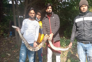 python-found-in-panchkula
