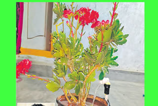 Self watering plant at ainavolu, watering plant