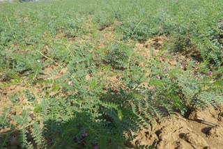 Gram Crop In Bhilwara