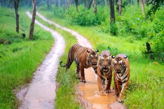 tiger census in chamarajanagara