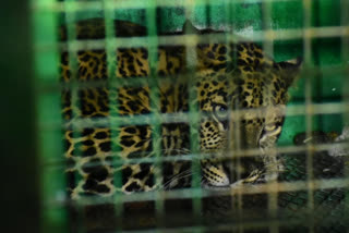 Leopard Trapped In Coimbatore