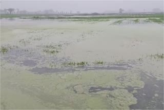 Farmers crops destroyed due to rain in nuh