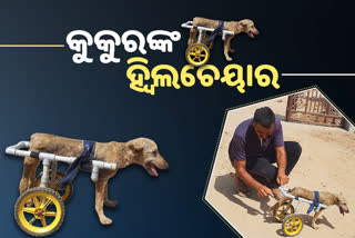 ପଶୁପ୍ରେମୀ ନବୀନ ଭାଇ: ଦୁର୍ଘଟଣାଗ୍ରସ୍ତ କୁକୁରଙ୍କ ପାଇଁ ସାଜିଛନ୍ତି ଆଶାବାଡି ,ତିଆରି କରୁଛନ୍ତି ହ୍ବିଲଚେୟାର