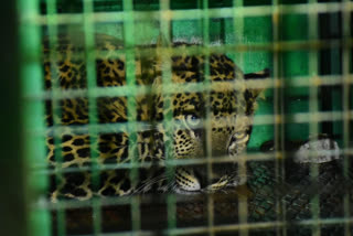 The leopard entered the abandoned godown on last Sunday (January 16) and since then, it was trapped inside. One of the workers, who spotted the leopard inside the godown, closed the main door and alerted the officials.