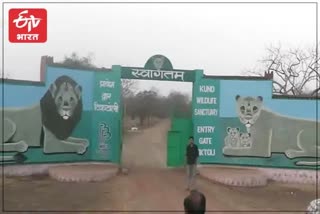 Ranthambore National Park, Sawai Madhopur latest news