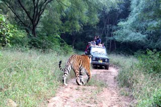 Tigers suspicious deaths in sariska