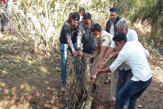 Gondia Leopard And Pigs Death
