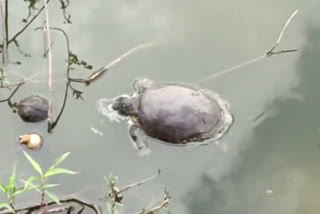 Kalyan Turtles Death