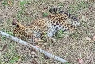 leopard cub found unconscious in Balaghat